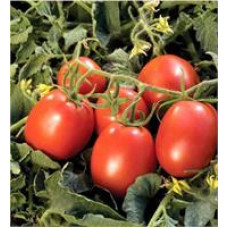 Kero F1 Salçalık Domates Fidesi