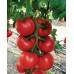 Nazal F1 Sırık Domates Fidesi