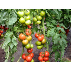 Newton F1 Sırık Domates Fidesi