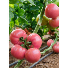 Pink Star F1 Pembe Domates Fidesi