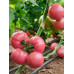 Pink Star F1 Pembe Domates Fidesi