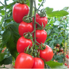 Seyit F1 Sırık Kokteyl Domates Fidesi