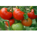 Yeliz F1 Sırık Domates Fidesi